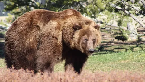 卫报星级榜揭晓：贝林厄姆升入第18，梅西第34稳如磐石，维尔茨排名跃升至第36